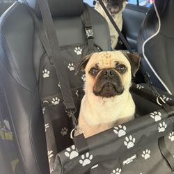 Dog Car Seat