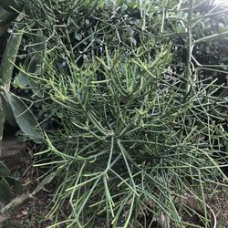 Stick Plants For Sale 