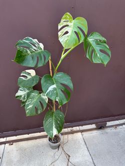 Big monstera albo 5 feet tall