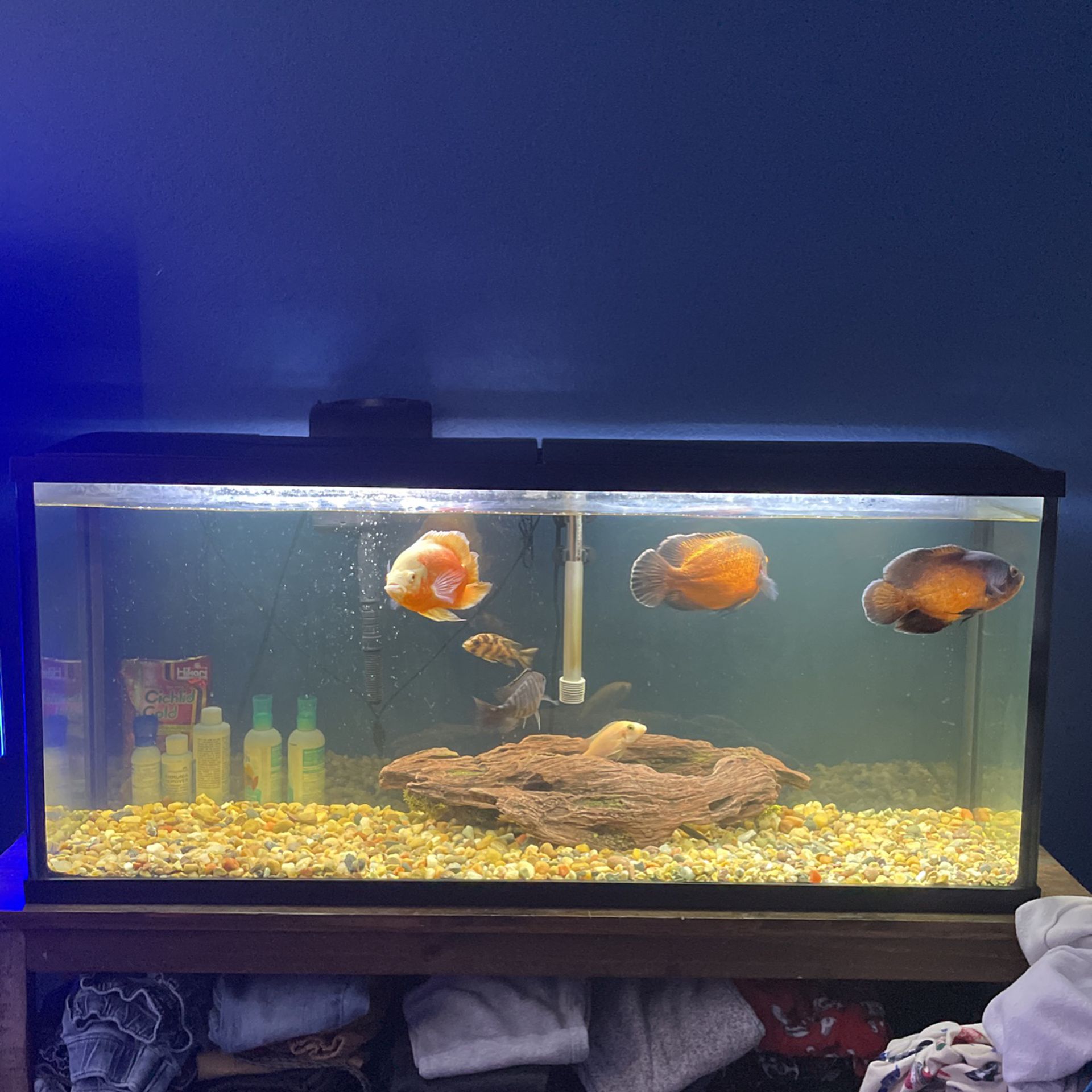 Fish, Fish Tank for sale
