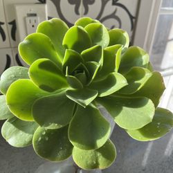 Gorgeous Aeonium Succulent Indoor Outdoor Plant 