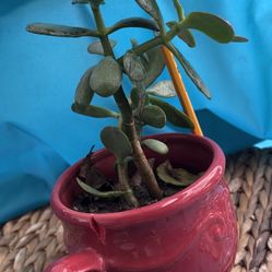 Planta De Siempre Viva $10
