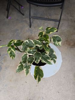 N' Joy Pothos in 6" selfwatering pot