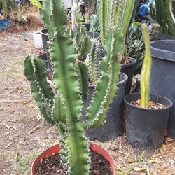 Euphorvia Cactus Succulent Plant