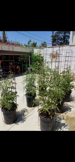 Tall Tomato, Climbing Vegetable Cages and Pots