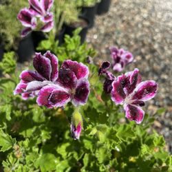 Geranio / Geranium
