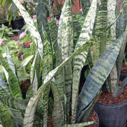 Beautiful snake plants only $15