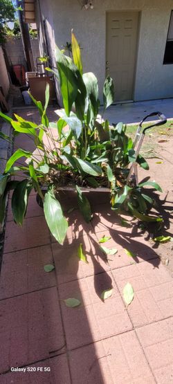 Cast iron plants