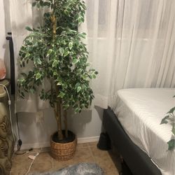 Plantera Artificial