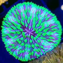 Punk Hair Fungia Plate 