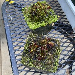 Venus fly trap( Dionaea muscipula) Red piranha/ Untricularia subulata