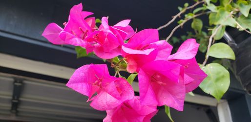 Bougainvillea plants