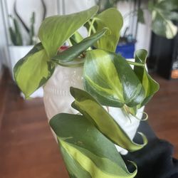 Brazil Philodendron House Plant 