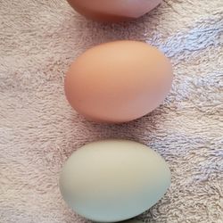 Fresh Chicken Eggs For Eatting
