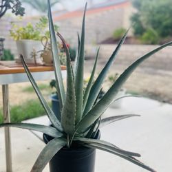 23” High Aloe barbadensis (Aloe Vera)