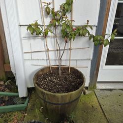 Jasmine In 16" Wood Barrel 