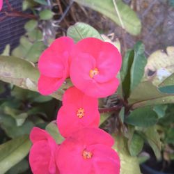Corona De Cristo Flor Grande