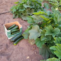 Zuccchini & Squash Picked This Weekend 