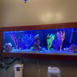Two Custom Wall Mount Fish/Coral Tanks