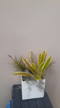 Pink Broomeliad pink flowering Thilandsia medley white ceramic decor centerpiece easy care plant mom gift