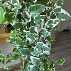 Healthy Variegated Pothos Plant 3 Feet