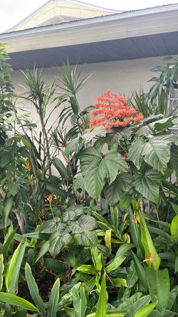 Beautiful flowering orange plant you can keep them short or allow them to grow tall they do reproduce