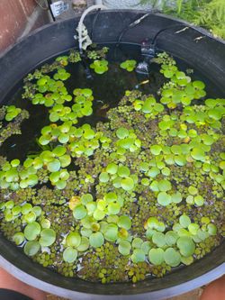 Frogbit Aquarium Plants
