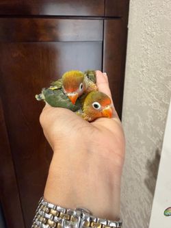 Formula for hand fed LOVEBIRDS