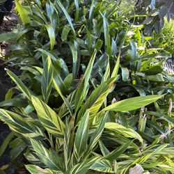 Plant Sale Saturday Until 1pm