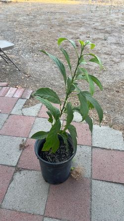 Avocado treee