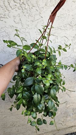 6" Lipstick Plant (DISCOUNTED, 20% OFF) Original  Price: $25
