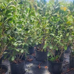 Beautiful Clusias Plants For Inmediate Privacy!!! Excellent Price!!!  4 Feet Tall 