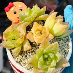 Cute Ceremic pot with rare succulent
