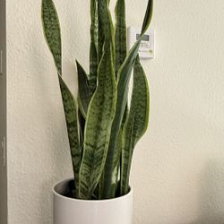 Snake Plant with the Pot