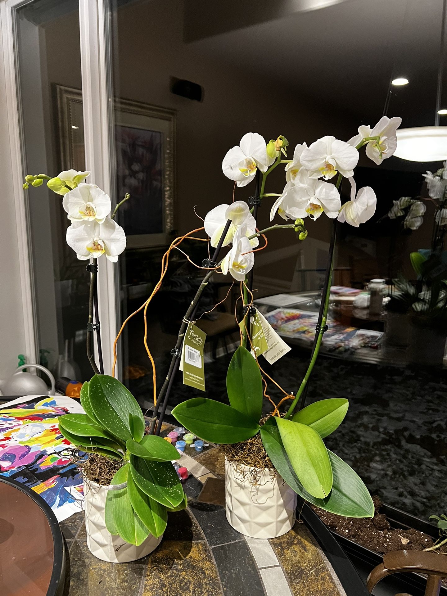 orchid Plants