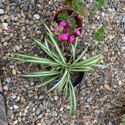 Pink Geranium and Spider Plant