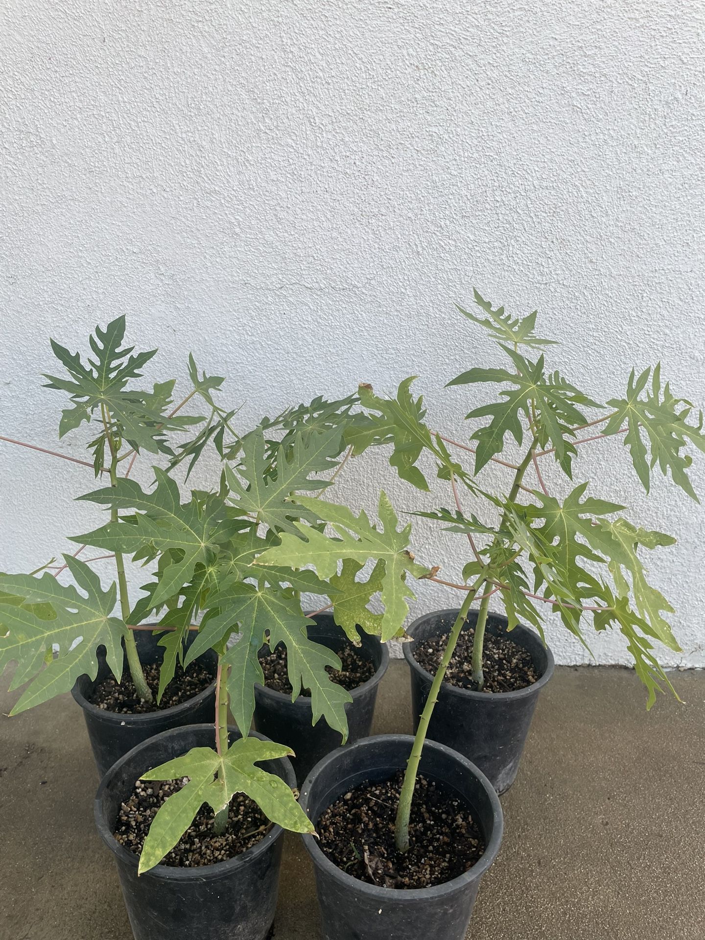 Papaya Plants