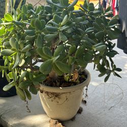 Plants
