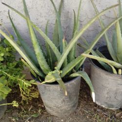 Aloe Vera 