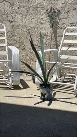 Big agave