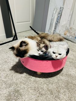 Luuks Up Pink Elevated Cat Bed / Soft Warm Lounge