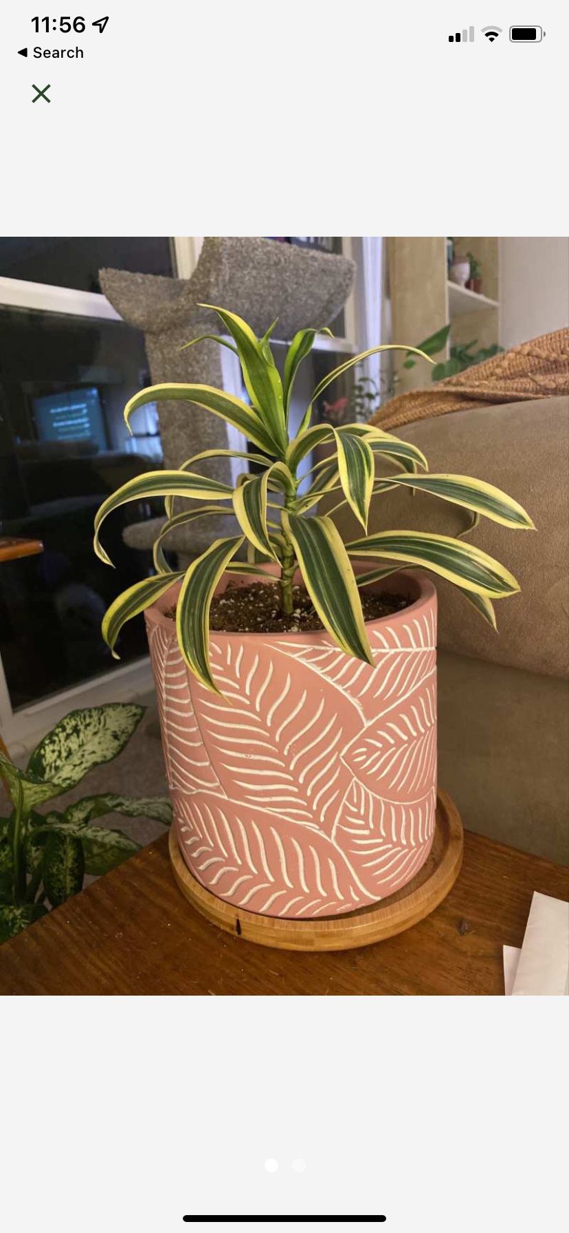 Potted Houseplant- song of india 