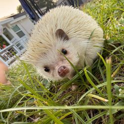African Pygmy Hedgehog for Sale – Orlando