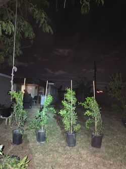 Ficus column