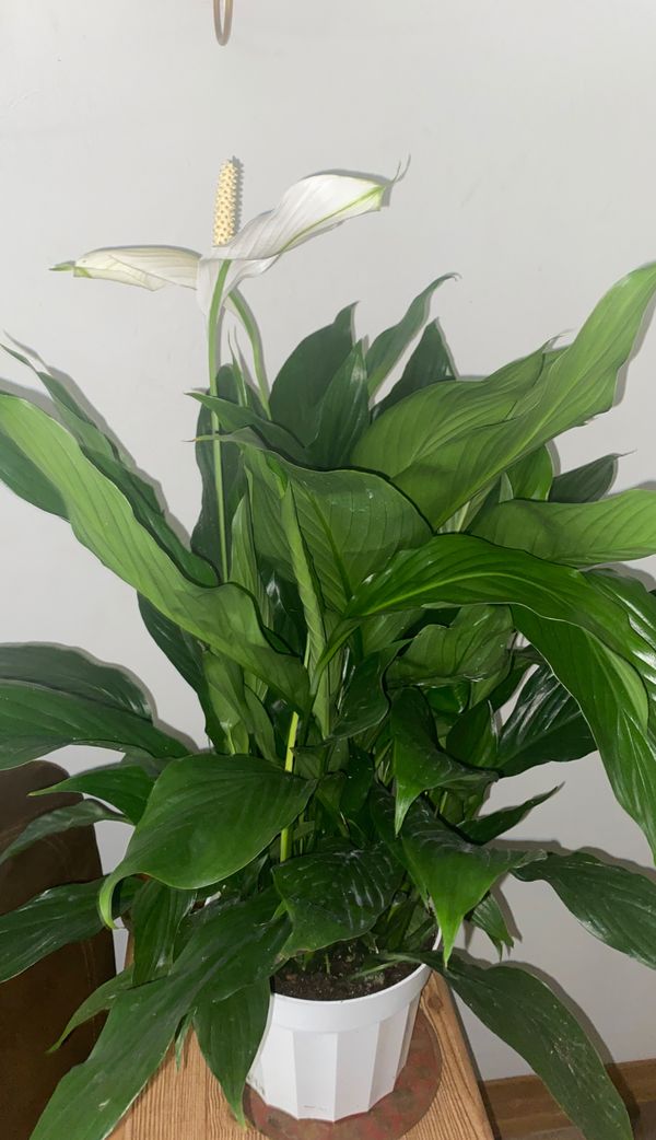 Peace lily plant planta de Cuna de Moises for Sale in
