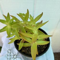 Succulent Red Pagoda