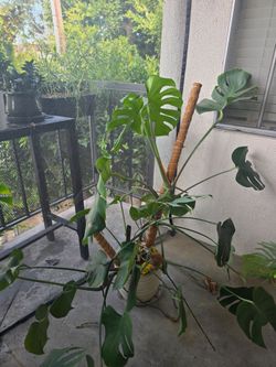 Monstera Delisiosa with Pots Included