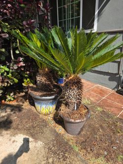 Healthy Beautiful Sago Palms 🌴