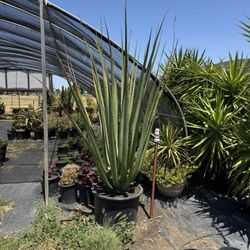 Cactus And Succulents (Read Description)