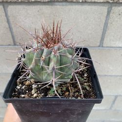 Echinocactus ingens (platycanthus)